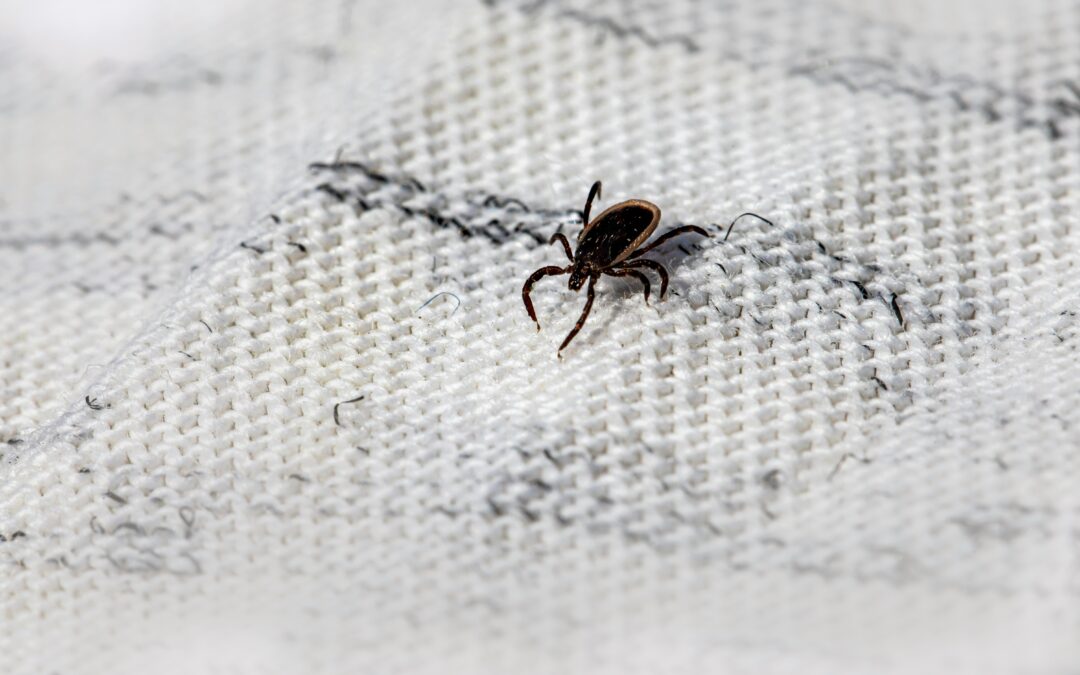 Nieuw: Lymeherstel therapie