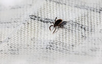 Nieuw: Lymeherstel therapie